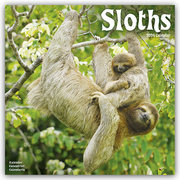 Sloths - Faultiere 2024 - 16-Monatskalender