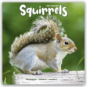 Squirrels - Eichhörnchen - Grauhörnchen 2024 - 16-Monatskalender