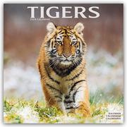 Tigers - Tiger 2024 - 16-Monatskalender