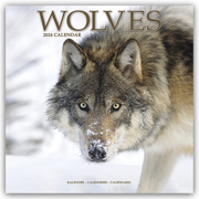 Wolves - Wölfe 2024 - 16-Monatskalender