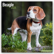 Beagle 2025 - 16-Monatskalender