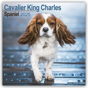 Cavalier King Charles Spaniel 2025 - 16-Monatskalender