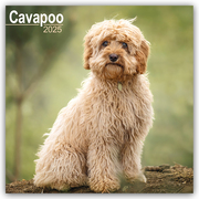 Cavapoo - Cavoodle 2025 - 16-Monatskalender