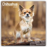 Chihuahua 2025 - 16-Monatskalender