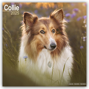 Collie 2025 - 16-Monatskalender