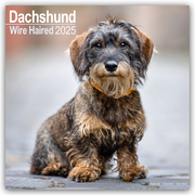 Wirehaired Dachshund - Rauhhaardackel 2025 - 16-Monatskalender