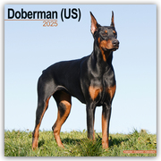 Doberman - Dobermann 2025 - 16-Monatskalender