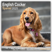 English Cocker Spaniel - Englische Cockerspaniels 2025 - 16-Monatskalender