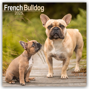French Bulldog - Französische Bulldoggen 2025 - 16-Monatskalender