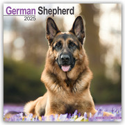 German Shepherd - Deutsche Schäferhunde 2025 - 16-Monatskalender