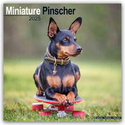 Miniature Pinscher - Zwergpinscher 2025 - 16-Monatskalender