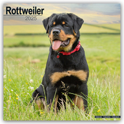 Rottweiler - Rottweiler 2025 - 16-Monatskalender - Cover