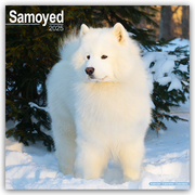 Samoyed - Samojeden 2025 - 16-Monatskalender