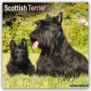 Scottish Terrier - Scottish Terrier 2025- 16-Monatskalender