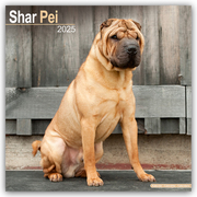 Shar Pei - Shar-Pei 2025 - 16-Monatskalender