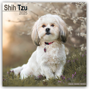 Shih Tzu 2025 - 16-Monatskalender