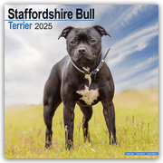 Staffordshire Bull Terrier - Staffordshire Bull Terrier 2025 - 16-Monatskalender