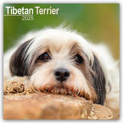 Tibetan Terrier - Tibet Terrier 2025 - 16-Monatskalender