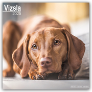 Vizsla - Ungarische Vorstehhunde 2025 - 16-Monatskalender