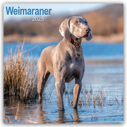 Weimaraner - Weimaraner 2025 - 16-Monatskalender