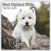 West Highland White Terrier - Westies 2025 - 16-Monatskalender - Cover