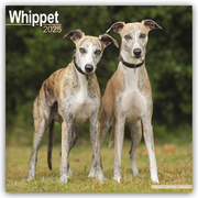 Whippet - Kleine Englische Windhunde 2025 - 16-Monatskalender