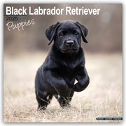 Black Labrador Retriever Puppies - Schwarze Labradorwelpen 2025 - 16-Monatskalender
