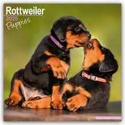 Rottweiler Puppies - Rottweiler Welpen 2025 - 16-Monatskalender