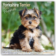 Yorkshire Terrier Puppies - Yorkshire Terrier Welpen 2025 16-Monatskalender