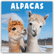 Alpacas - Alpakas 2025 - 16-Monatskalender