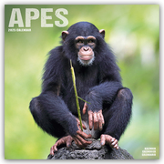 Apes - Affen 2025 - 16-Monatskalender