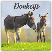 Donkeys - Esel 2025 - 16-Monatskalender