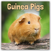 Guinea Pigs - Meerschweinchen 2025 - 16-Monatskalender