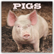 Pigs - Schweine 2025 - 16-Monatskalender