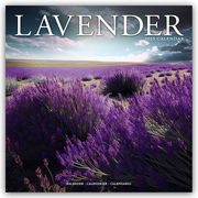Lavender - Lavendel 2025 - 16-Monatskalender