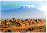 African Wildlife 2025 S