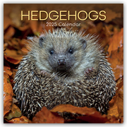 Hedgehogs - Igel 2025 - 12-Monatskalender