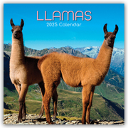Llamas - Lamas 2025 - 12-Monatskalender