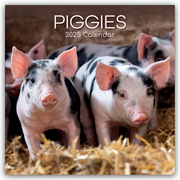 Piggies - Ferkel Schweine 2025 - 16-Monatskalender