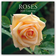Roses - Rosen 2025 - 12-Monatskalender