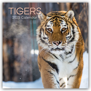 Tigers - Tiger 2025 - 12-Monatskalender