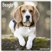Beagle 2022