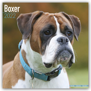 Boxer 2022