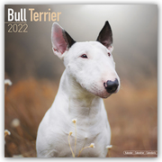 Bull Terrier - Bull Terrier 2022