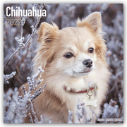 Chihuahua 2022