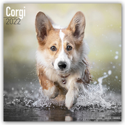 Corgi 2022