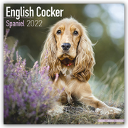 English Cocker Spaniel - Englische Cockerspaniels 2022