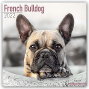 French Bulldog - Französische Bulldoggen 2022