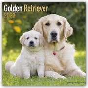 Golden Retriever 2022
