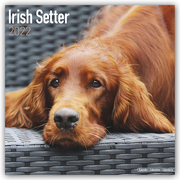 Irish Setter - Irish Setter 2022